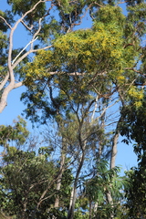 Acacia auriculiformis