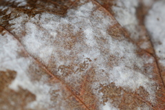 Erysiphe liriodendri