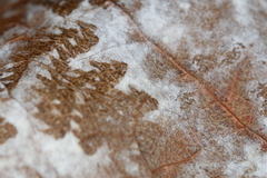 Erysiphe liriodendri