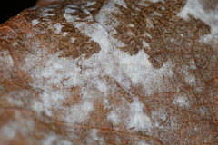 Erysiphe liriodendri