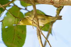 Leiothlypis celata