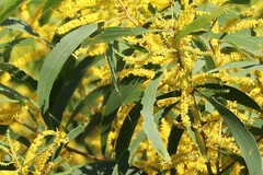 Acacia auriculiformis