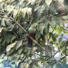 Pharomachrus auriceps