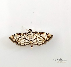 Hileithia rehamalis
