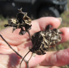 Desmanthus illinoensis