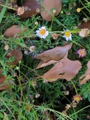 Erigeron karvinskianus