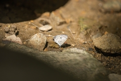 Megisba malaya sikkima