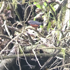 Ochthoeca cinnamomeiventris