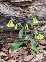 Nabalus serpentarius