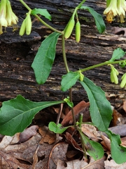 Nabalus serpentarius