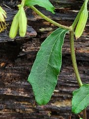 Nabalus serpentarius