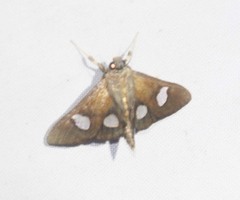 Nosophora semitritalis