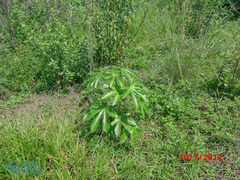 Cecropia pachystachya