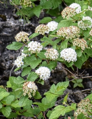 Physocarpus intermedius