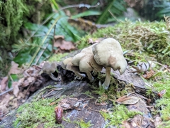 Simocybe serrulata
