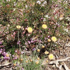 Chrysocephalum baxteri