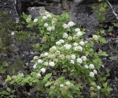 Physocarpus intermedius