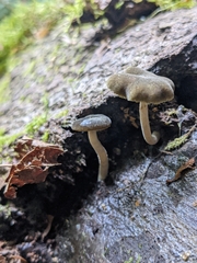 Simocybe serrulata