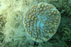 Duncanopsammia peltata