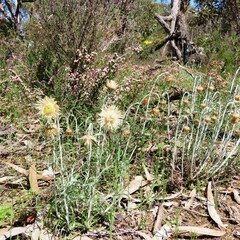 Chrysocephalum baxteri