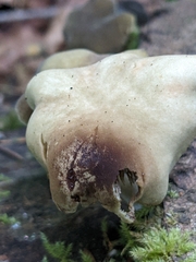 Simocybe serrulata
