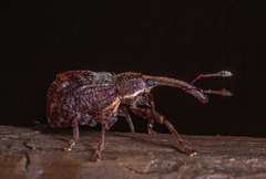 Anthonomus quadrigibbus