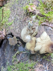 Simocybe serrulata