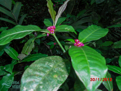 Psychotria nuda