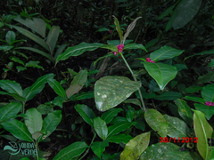 Psychotria nuda