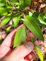 Coccoloba microstachya