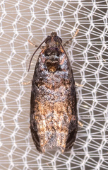 Hedya cyanana