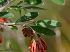 Grevillea parvula
