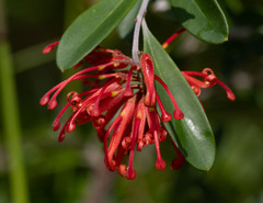 Grevillea parvula