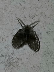 Lepiseodina conspicua