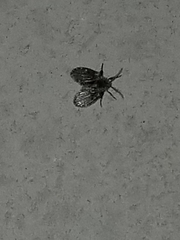 Lepiseodina conspicua