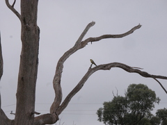 Platycercus elegans flaveolus