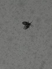 Lepiseodina conspicua