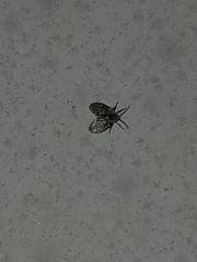 Lepiseodina conspicua