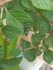 Polybia ignobilis