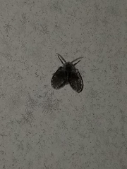 Lepiseodina conspicua