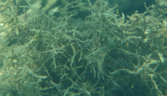 Sargassum