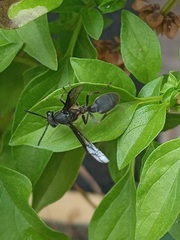 Polybia ignobilis