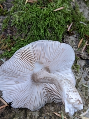 Pluteus exilis