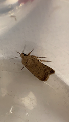 Caradrina clavipalpis