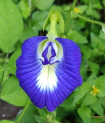 Clitoria ternatea