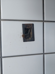 Tetragonisca angustula