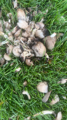 Coprinopsis atramentaria