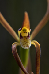 Lyperanthus suaveolens