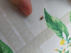 Tetragonisca angustula