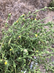 Dittrichia graveolens